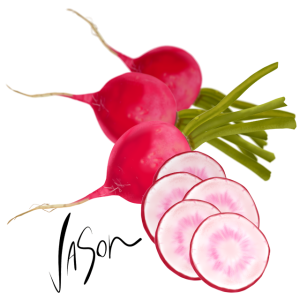 Picture of radish