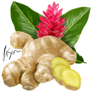 Illustration of ginger