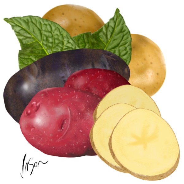 Illustration of potatoes